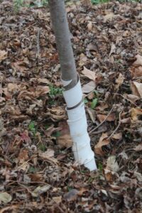 A closeup of white paint on a fruit tree's trunk